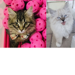 The Cutie Kitties