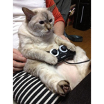 super pro gamer cat gang