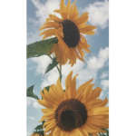 Aesthetic group by: Jaydenpop99