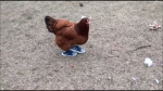 Unnamed Chicken