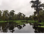 Swamp Studios :]