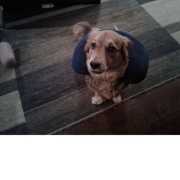 Dog fans!!!