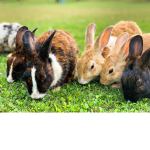 rabbit takover