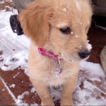 pinkpuppy