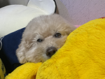 バナナグルー