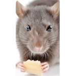 Rat United 2