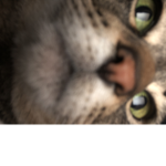 FAT FAT FAT FAT FAT AAAAAAA