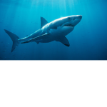 kingshark group :D