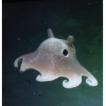 Octopus Fan Group!