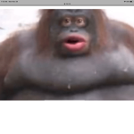The EPIC monke cult for MONKE