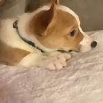 We all love dogs so let’s love them