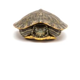 Sorry turtle