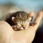 mini cat town