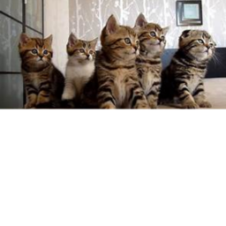 Live with the cats!