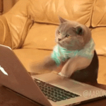 Cats unicorns and all fluffy animals