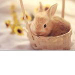 Billionaire Bunnies!