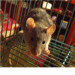 ♥Rat Lovers♥