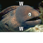 Electric Eel Fan Group