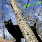MintClan (warrior cats)