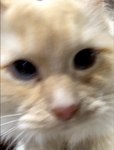 CalicoPlayzRBLX Official Cat Group!