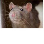 Rats of Roblox ahaha