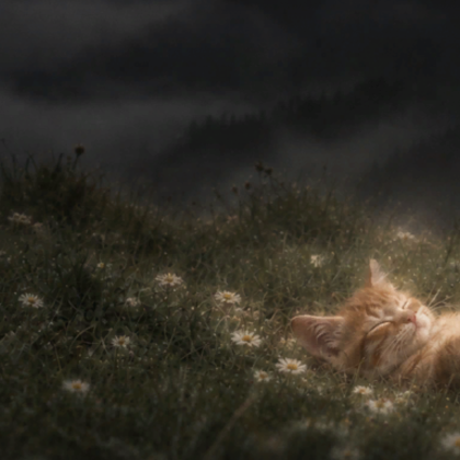 [⌛] Ethereal Sleepy Kitty Cat Meadow Background
