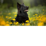 LifeHuskys