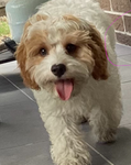 Charlie the doggy soggy