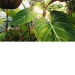 The land of plants