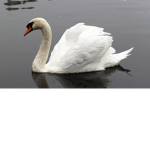 The Swan Club