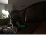 brodys doggo nation