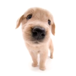 Puppy’s esemble!