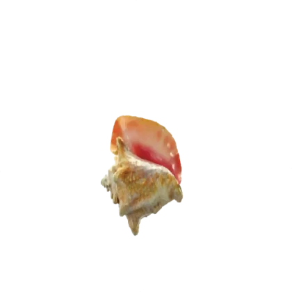 shell