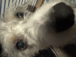 Mias Group (JOIN GROUP IF YOU LOVE DOGS