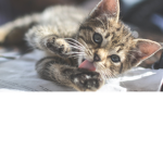 The Kitten Group :P