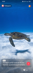 MISS Tortue