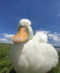 Quackerz' Ducklings!!