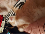 MyPopSocketz