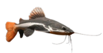 FISHTRO