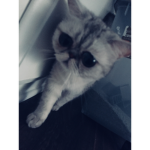Meowbedwars