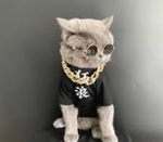 the rich and gangster cats