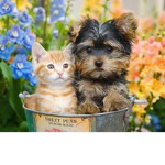 Yorkie's and Cat Fan's Home
