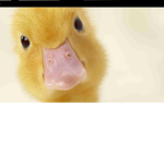 Ducky Games HD