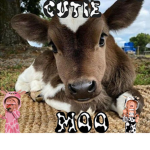 Cow_gang_cutis