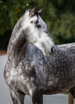 River side equestrians