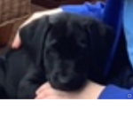 Labradors puppies