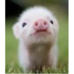 Baby Piggy squad!