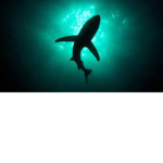 shark.inc