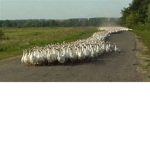 Goose Page