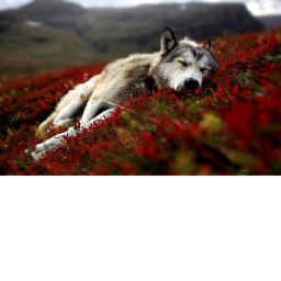 ######### Place Number: #